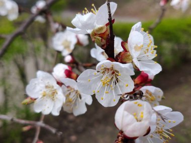 İlkbaharda dalda kayısı çiçekleri