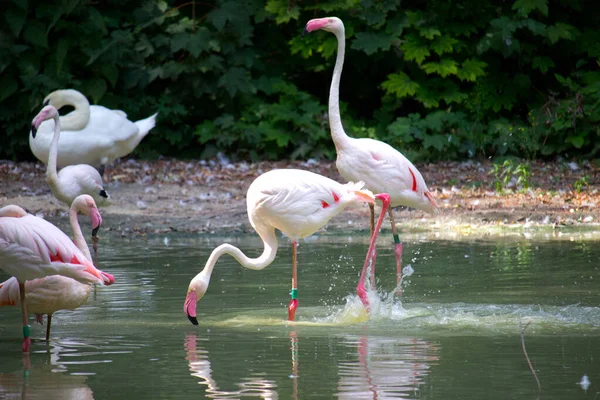 Рожеві Птахи Фламінго Відпочивають Садовому Ставку — стокове фото