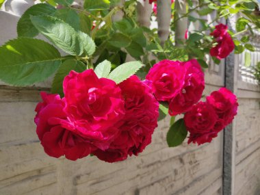 Bahçede açan kırmızı gül