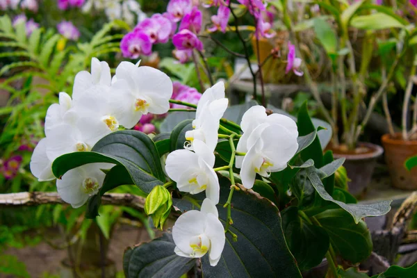 Flores Brancas Orquídea Jardim Verão — Fotografia de Stock