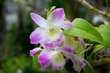 Yaz bahçesinde pembe orkide çiçekleri