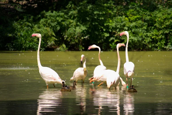 Pink Flamingo Birds Relaxing Garden Pond — Stock Photo, Image