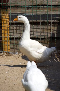 Kaz kırsalda yerde duruyor.