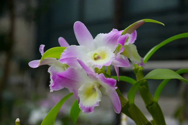 Fiori Orchidea Rosa Nel Giardino Estivo — Foto Stock