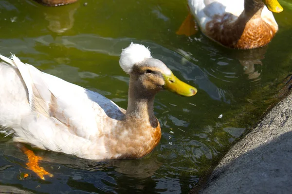池塘里的家鸭 — 图库照片