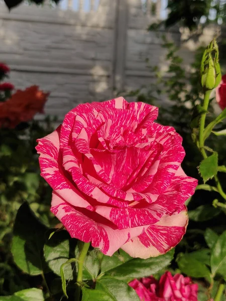 Bloeiende Roze Roos Een Tuin — Stockfoto