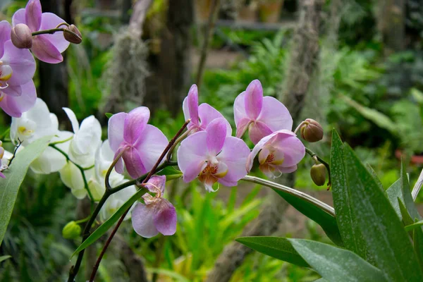 夏天花园里的粉红色兰花 — 图库照片