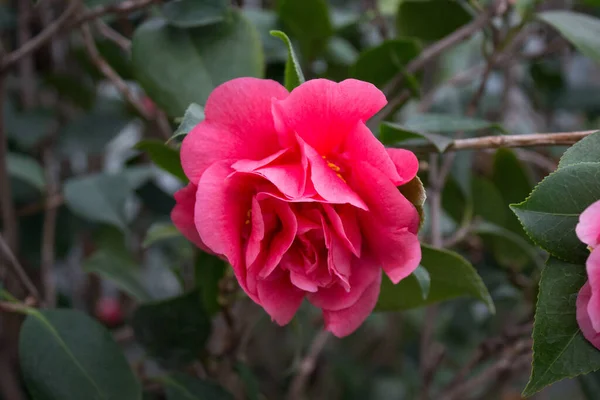 Fleurs Camélia Fleurissant Printemps Dans Parc — Photo