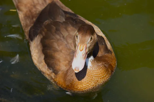 Canard Domestique Dans Étang — Photo