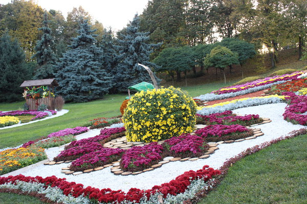 Composition of Chrysanthemum