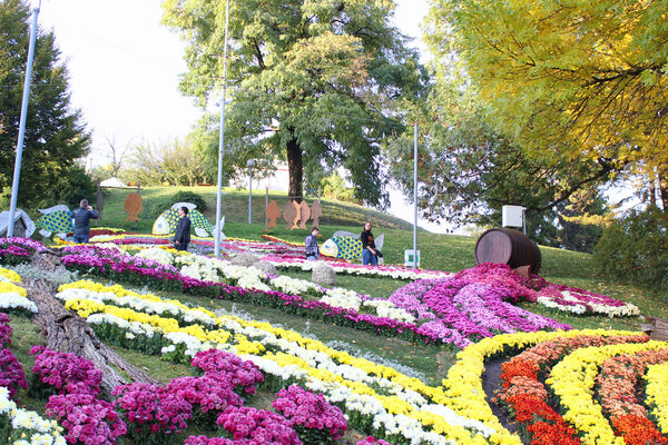 Composition of Chrysanthemum