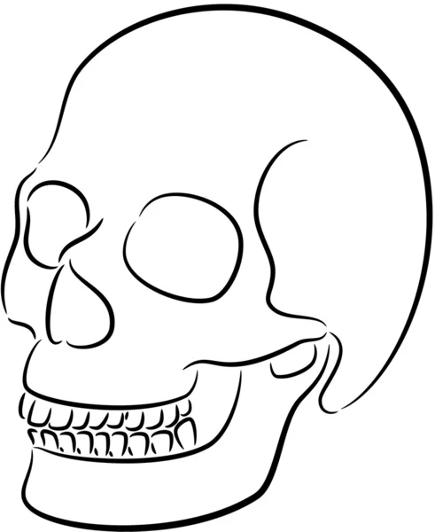 Skull — Stock Vector