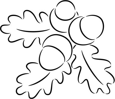 meşe palamudu fındık