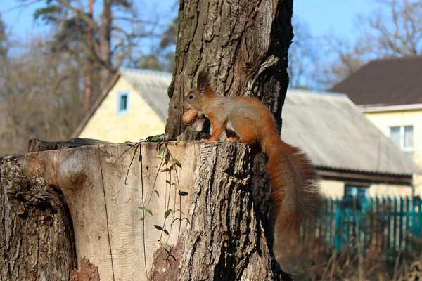 Squirrel — Stock Photo, Image