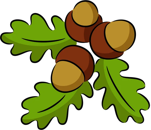 Acorn nut — Stock Vector