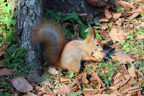 Eichhörnchen — Stockfoto