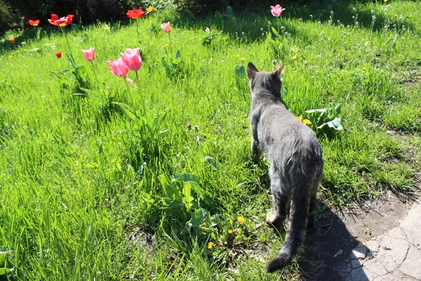 野生の猫 — ストック写真