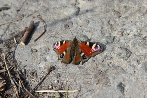 Pavão borboleta — Fotografia de Stock