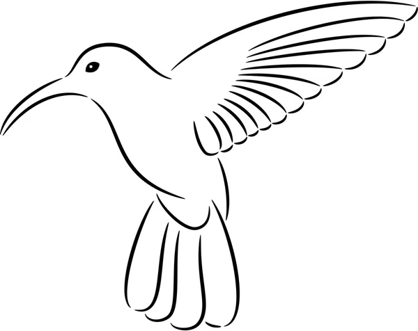 Colibrí — Vector de stock