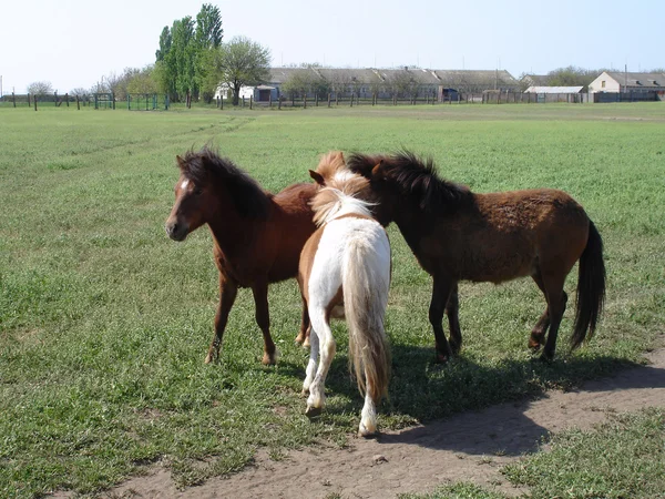 Pony. —  Fotos de Stock