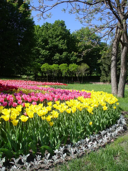 Tulips — Stock Photo, Image