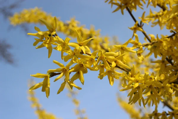 Forsythie en fleurs — Photo