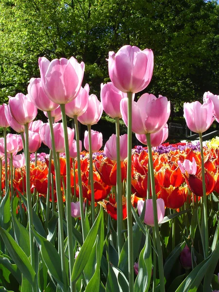 Tulips — Stock Photo, Image