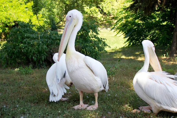 Pelican — Stock Photo, Image