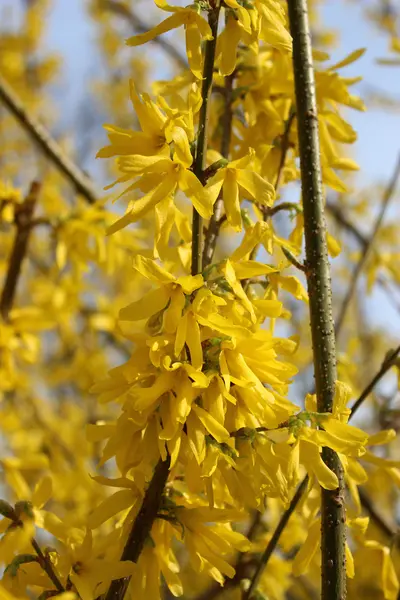 Forsythie en fleurs — Photo