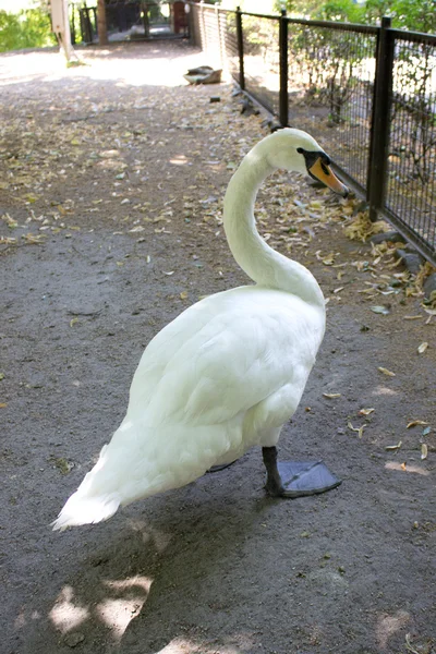 Cisne — Foto de Stock