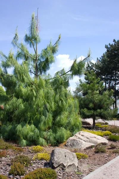 Dennenboom — Stockfoto