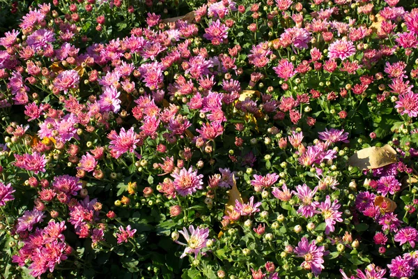 Chrysanthemum rosa — Stockfoto