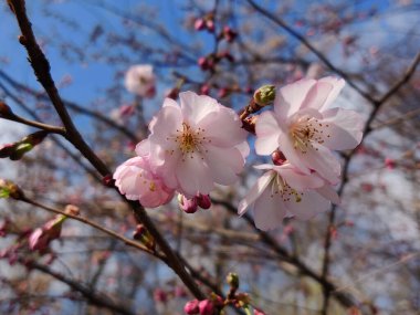 Baharda Sakura çiçeklerinin açan güzelliği