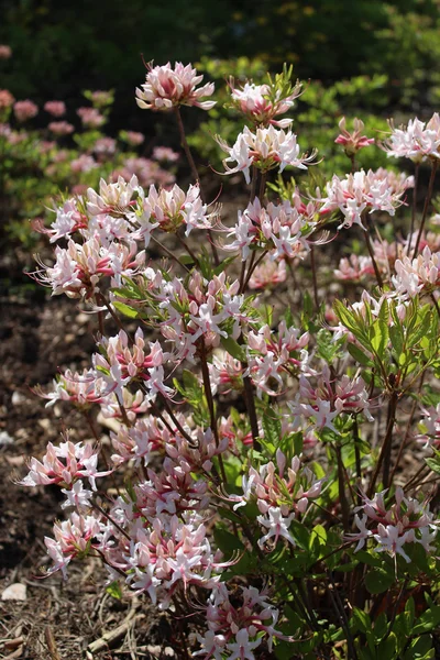 Azalea bloem in het voorjaar — Stockfoto