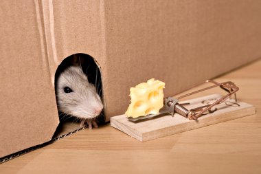 Rat and Cheese Mousetrap, Looking from Hole to Mouse Trap  clipart