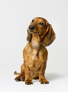 Dachshund over White Background, Brown Dog Front View