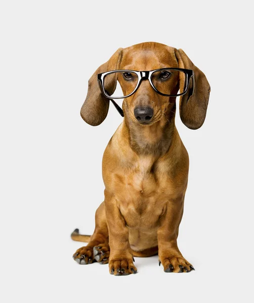 Dog in Glasses over White, Smart Dachshund — Stok fotoğraf