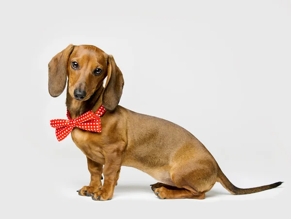 Dachshund Dog in Bow Tie em Branco, Animal Vestido em Vestuário Imagens De Bancos De Imagens Sem Royalties