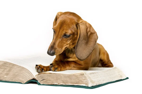 Dog Read Book, Educação Animal, Smart Dachshund Reading on White Fotos De Bancos De Imagens