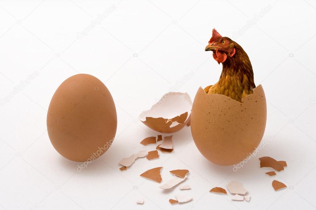 chicken in egg over white background, bird and eggs shell