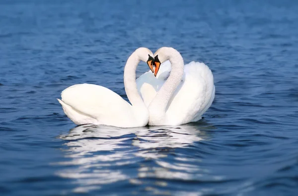 Swan falla i kärlek, fåglar par kyss, två djur hjärta form — Stockfoto