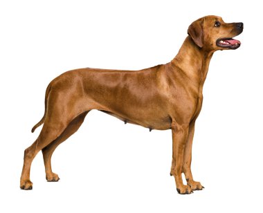 beyaz arkaplan üzerinde köpek