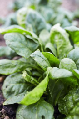 Ispanak hasat için hazır