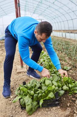Ispanak hasat çiftçi