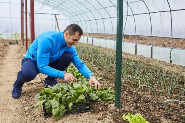Farmář sklízí špenát — Stock fotografie