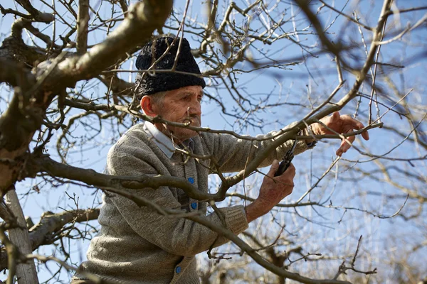 Senior boer snoeien bomen — Stockfoto