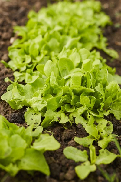 Primer plano de la fila de lechuga —  Fotos de Stock