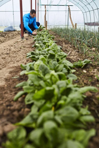 Campesino cosechando espinacas —  Fotos de Stock