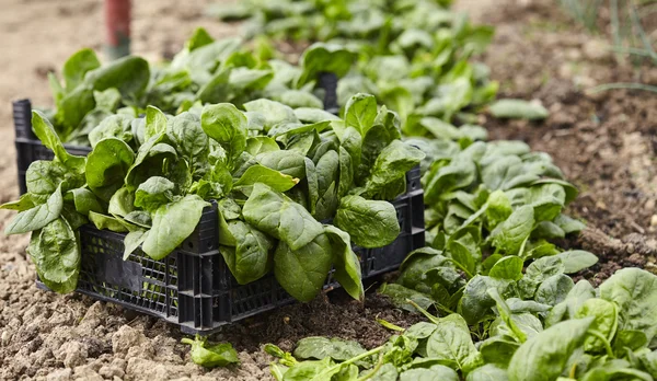 Fresh spinach in the hothouse — Stock Photo, Image