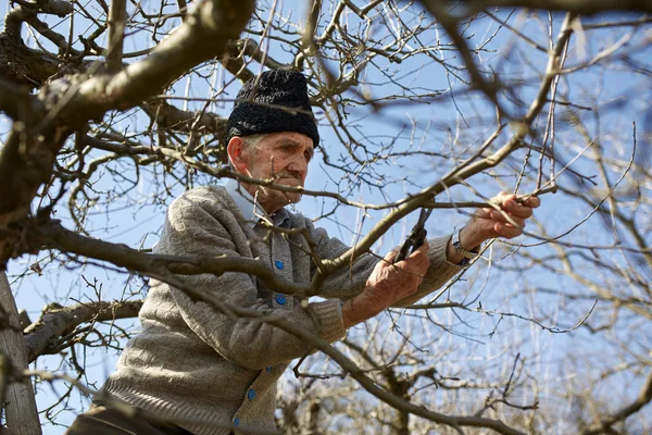 Senior boer snoeien bomen — Stockfoto